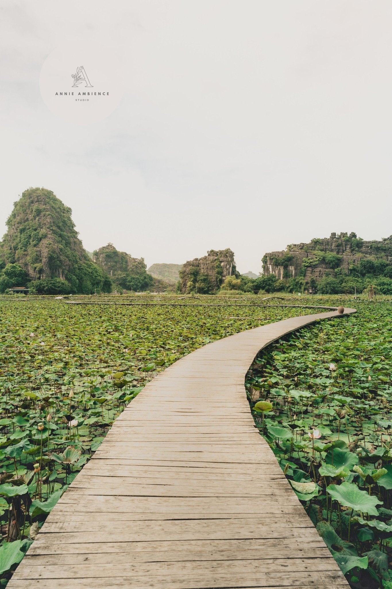 The Ninh Binh - Set of 3 depicts a wooden boardwalk through a lotus field with rocky hills and a clear sky.