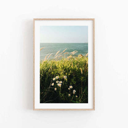 Cape Cod New England Coastal Wall Art, Coastal Botanical Fine Art Photography, Modern Wildflower Scenic Bay Prints, MA Summer Beach Decor
