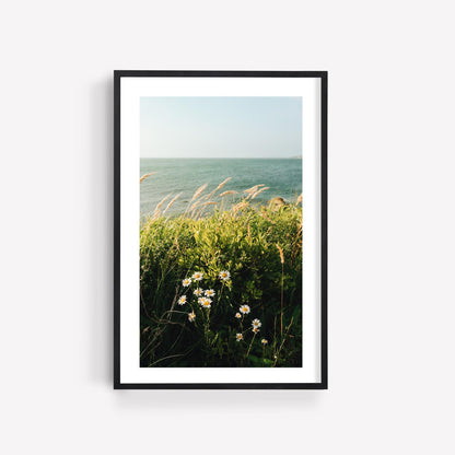 Cape Cod New England Coastal Wall Art, Coastal Botanical Fine Art Photography, Modern Wildflower Scenic Bay Prints, MA Summer Beach Decor