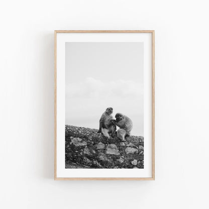 Two Monkeys Black and White photo, light wood frame, hung on a white wall.