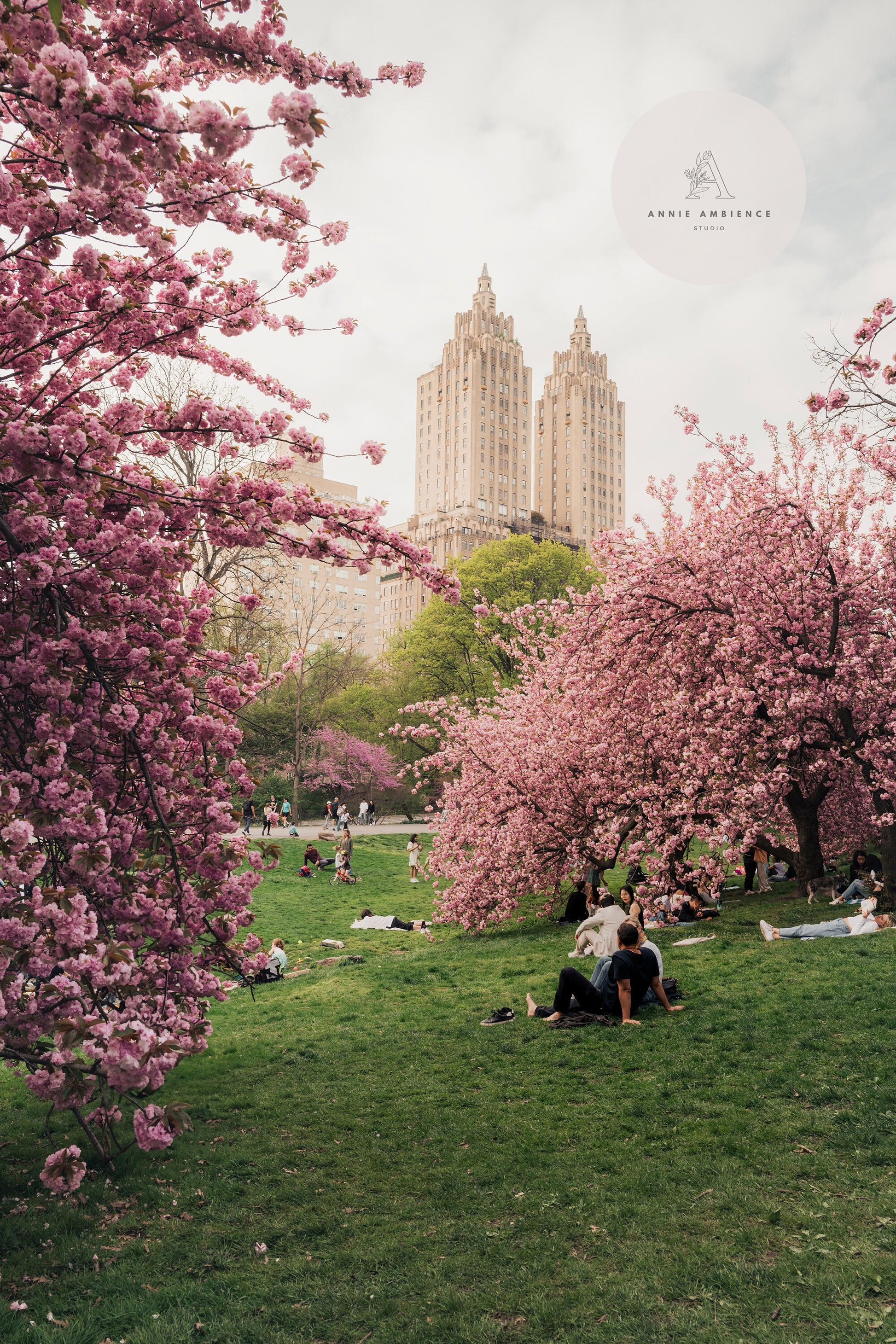 Central Park Cherry Blossom Photography Cherryblossom Print Large Pink Wallart NYC Park Pink NYC Wallart Central Park Pink NYC Nature Print